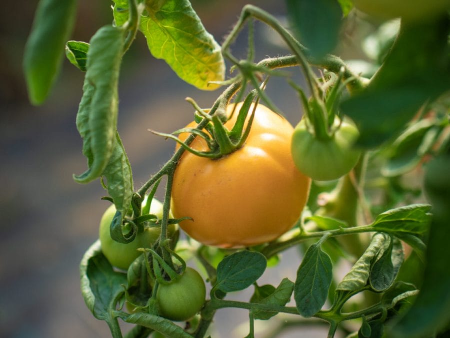 tomate (2 sur 12)