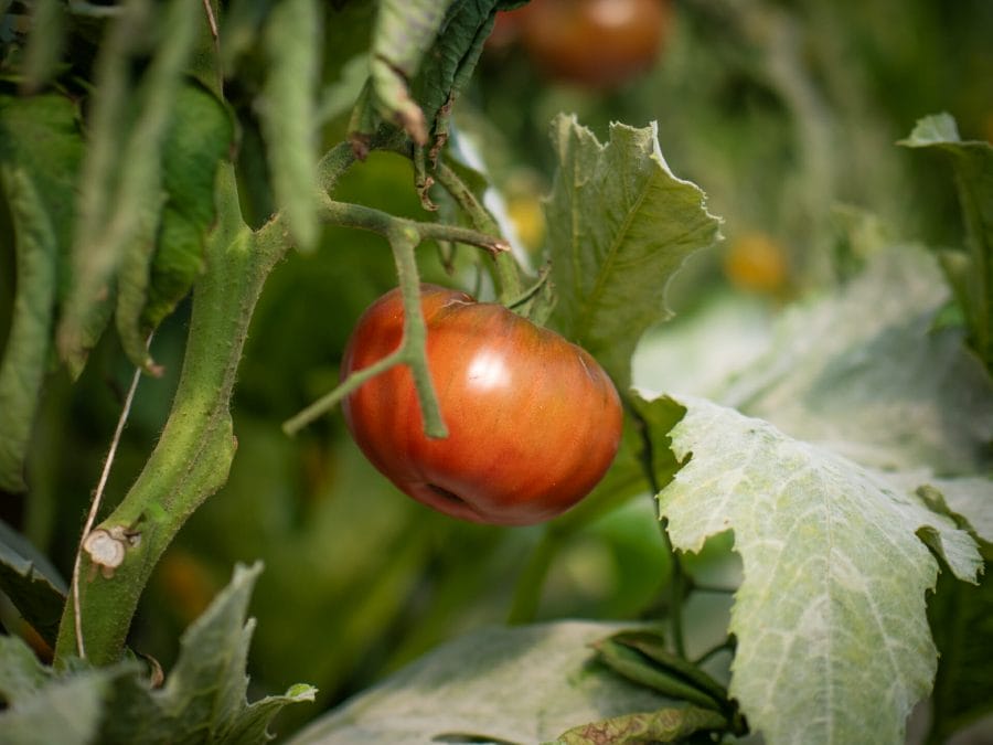 tomate (4 sur 12)
