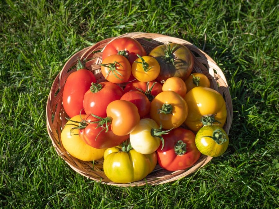 tomate (8 sur 12)