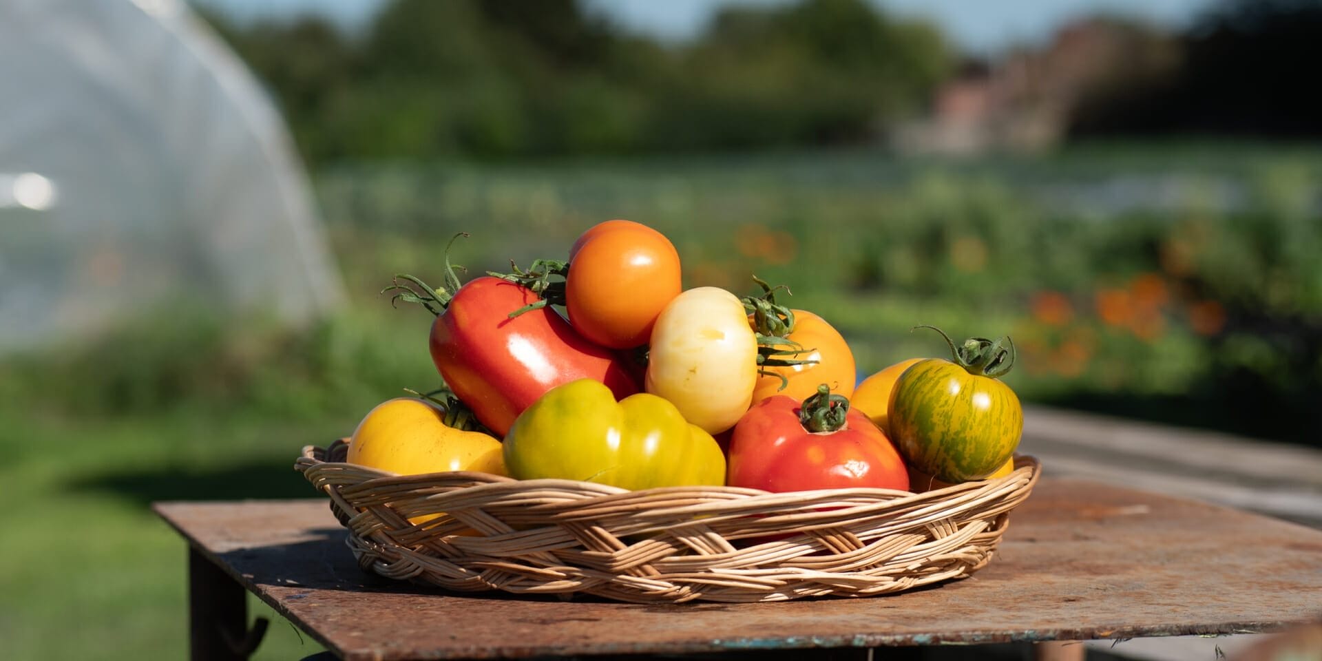 tomate (1 sur 1)